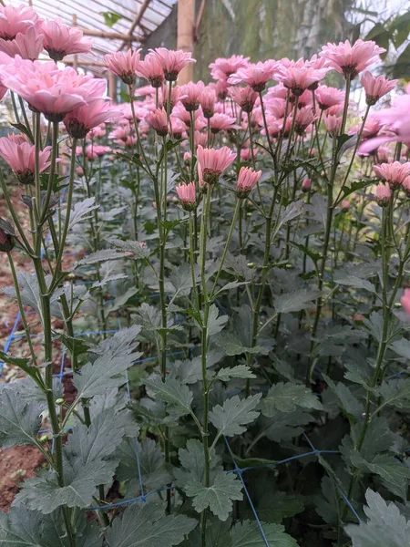 Fleurs Chrysanthème Dans Serre — Photo