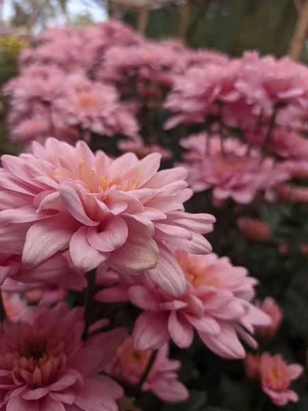 Chrysanthemum Flowers Greenhouse — Stock Photo, Image
