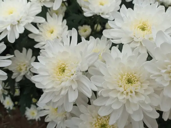 Vita Krysantemum Blommor Trädgården — Stockfoto