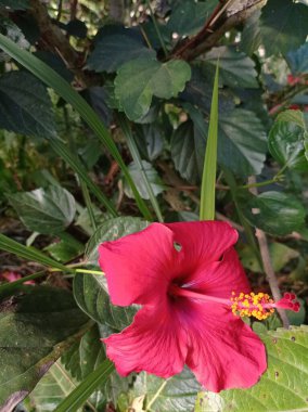 Tropikal bahçede, doğa ve doğa arka planında bir çiçek. arkaplan olarak hibiscus çiçeği.