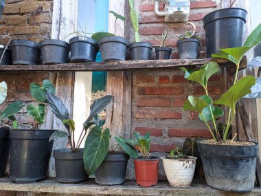 Bahçedeki rafta saksılar var.