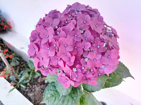Όμορφα Λουλούδια Ορτανσία Στον Κήπο — Φωτογραφία Αρχείου