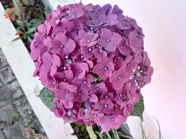 Krásné Hortenzie Květiny Zahradě — Stock fotografie