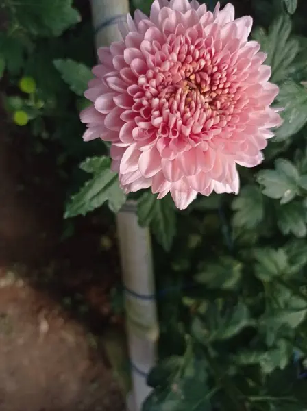 Красиві Рожеві Квіти Хризантем Саду — стокове фото
