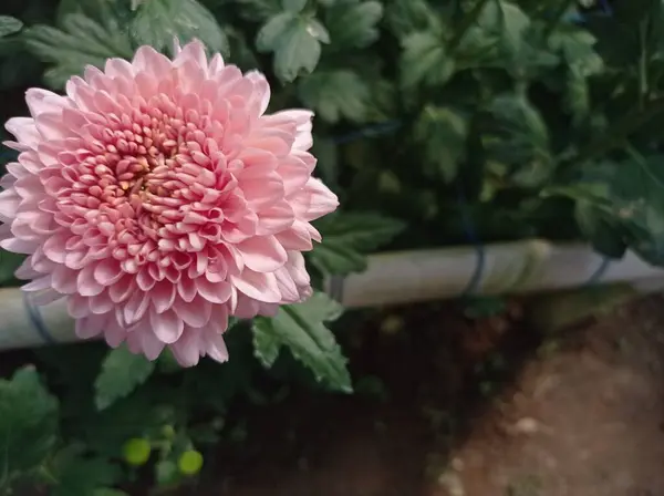 Όμορφα Ροζ Χρυσάνθεμα Λουλούδια Στον Κήπο — Φωτογραφία Αρχείου