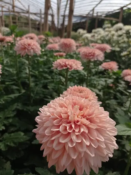Красиві Рожеві Квіти Хризантем Саду — стокове фото