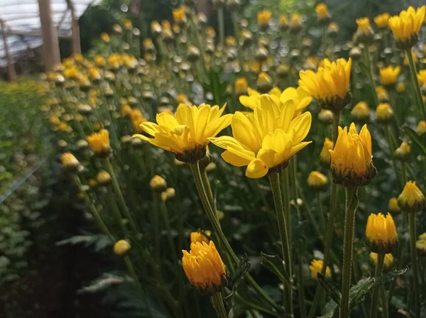 Sarı Kasımpatı Çiçekleri Serada Çiçek Açıyor — Stok fotoğraf