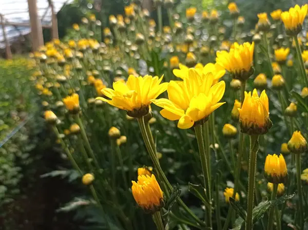 Κίτρινα Χρυσάνθεμα Λουλούδια Ανθίζουν Στο Θερμοκήπιο — Φωτογραφία Αρχείου