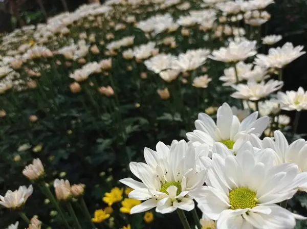 Fleurs Chrysanthème Blanc Dans Serre — Photo