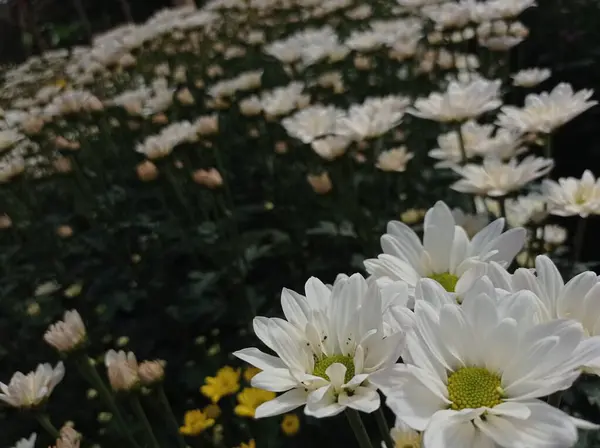 Λευκά Άνθη Χρυσάνθεμα Στο Θερμοκήπιο — Φωτογραφία Αρχείου