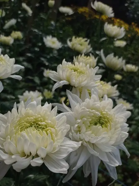 Weiße Chrysanthemenblüten Gewächshaus — Stockfoto