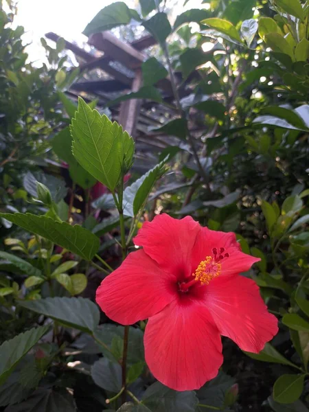 Vörös Virág Kertben — Stock Fotó