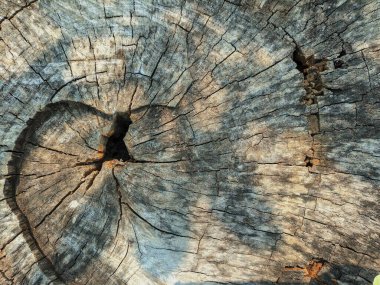 Ağaç gövdesi dokusu arkaplan çekimi tahtada