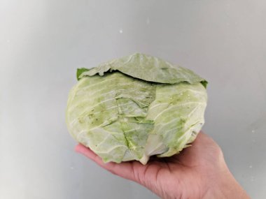 hand holding fresh cabbage on a gray background