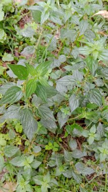 Yeşil sebze yaprağı