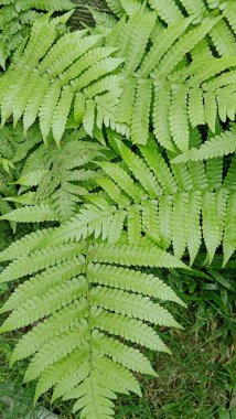 Temel ilaç yeşil yaprak. Önemli bir yaprak