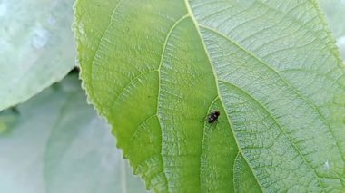 Yeşil yaprakta uçan bir böcek.