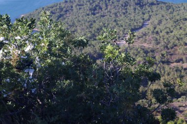 İnsanlar dileklerini yerine getirmek için kumaş parçalarını yeşil bir bitkiye bağlıyorlar..