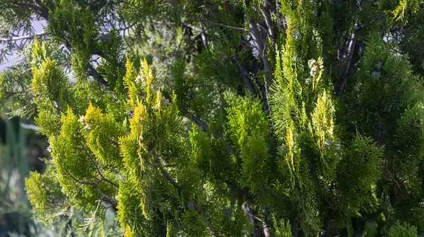 Drzewo Żywymi Odcieniami Zielonych Kolczastych Liści Uchwycone Bliska Ciągu Dnia — Zdjęcie stockowe