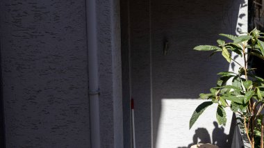 Gün ışığında tatlı ve sağlıklı yapraklı bitkiler