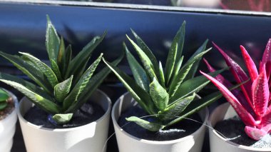 Gün ışığında tatlı ve sağlıklı yapraklı bitkiler