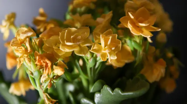 Zdjęcie Portretowe Bukietu Żółtymi Kwiatami Zielonymi Gałęziami Oświetlone Jasnym Światłem — Zdjęcie stockowe