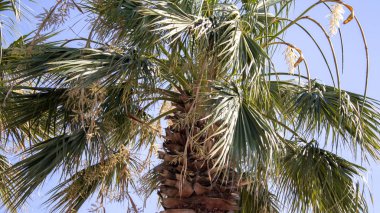 Parlak yeşil ve dikenli yaprakları olan bir ağaç, gün ışığında yakın plan çekilmiş, rüzgarda sallanıyor..