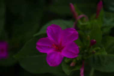 Gün ışığında canlı renkte çiçekler.