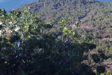 Yüksek noktadan insanlar tarafından kullanılan doğal alanlar