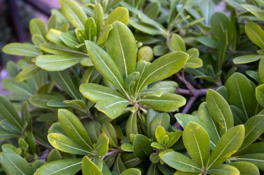 Gün ışığında yeşil yaprakların arasında canlı renkli çiçekler.