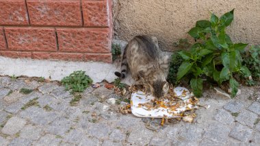 Sokak kedisi sokakta yemek yiyor.