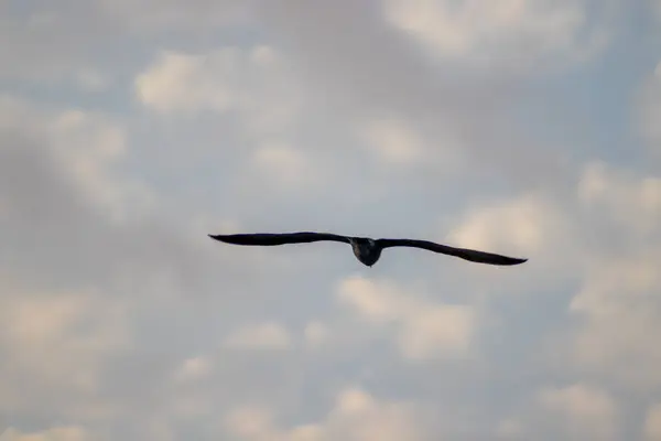 Darmowe Ptaki Skrzydłami Rozłożonymi Chmurnym Błękitnym Niebie Tle — Zdjęcie stockowe