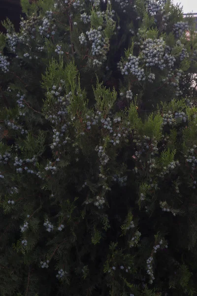 Kwiaty Żywymi Kolorami Świetle Słonecznym — Zdjęcie stockowe
