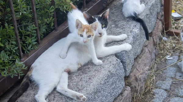 엄마를 보호하는 고양이 — 스톡 사진