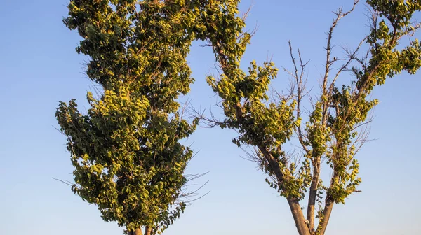 Zelený Listnatý Strom Modrou Oblohou Pozadí — Stock fotografie