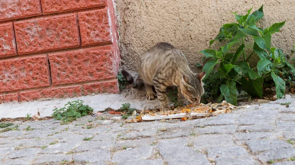 Pouliční Kočka Jíst Ulici — Stock fotografie