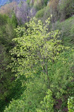 Yüksek noktadan insanlar tarafından kullanılan doğal alanlar
