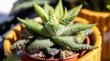 Tatlı bir tencerede yapay bitkiler, makro çekim, gün ışığında detaylandırılmış..