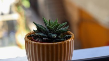 Tatlı bir tencerede yapay bitkiler, makro çekim, gün ışığında detaylandırılmış..