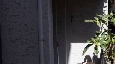 Tatlı bir tencerede yapay bitkiler, makro çekim, gün ışığında detaylandırılmış..