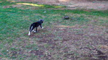 Doğada gündüz yürüyen kedi, kediye odaklanmış.