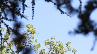Güneşin yansıttığı gölgeler, gün ışığında ormana muhteşem bir şekilde çarpıyor.