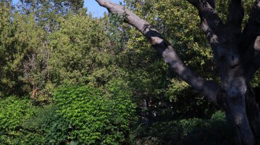 Güneşin yansıttığı gölgeler, gün ışığında ormana muhteşem bir şekilde çarpıyor.