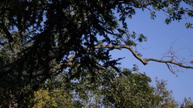 Güneşin yansıttığı gölgeler, gün ışığında ormana muhteşem bir şekilde çarpıyor.