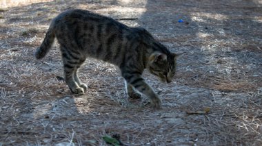 Doğada gündüz yürüyen kedi, kediye odaklanmış.