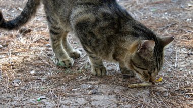 Doğada gündüz yürüyen kedi, kediye odaklanmış.