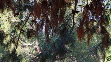 Güneşin yansıttığı gölgeler, gün ışığında ormana muhteşem bir şekilde çarpıyor.