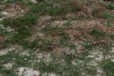 Küçük fidanlar küçük ağaçlara bağlanmış çimensiz araziye yeni ekilmiş gün ışığında yakın mesafede.