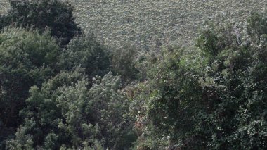Arkaplanda bulutlu bir gökyüzünden çekilen yeşil yapraklı doğal gün ışığında canlı renklere sahip ağaçlar.