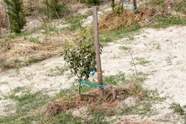Küçük fidanlar küçük ağaçlara bağlanmış çimensiz araziye yeni ekilmiş gün ışığında yakın mesafede.